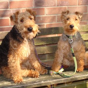 Pet Portrait Reference Photo - Merlin and Dyllis photo