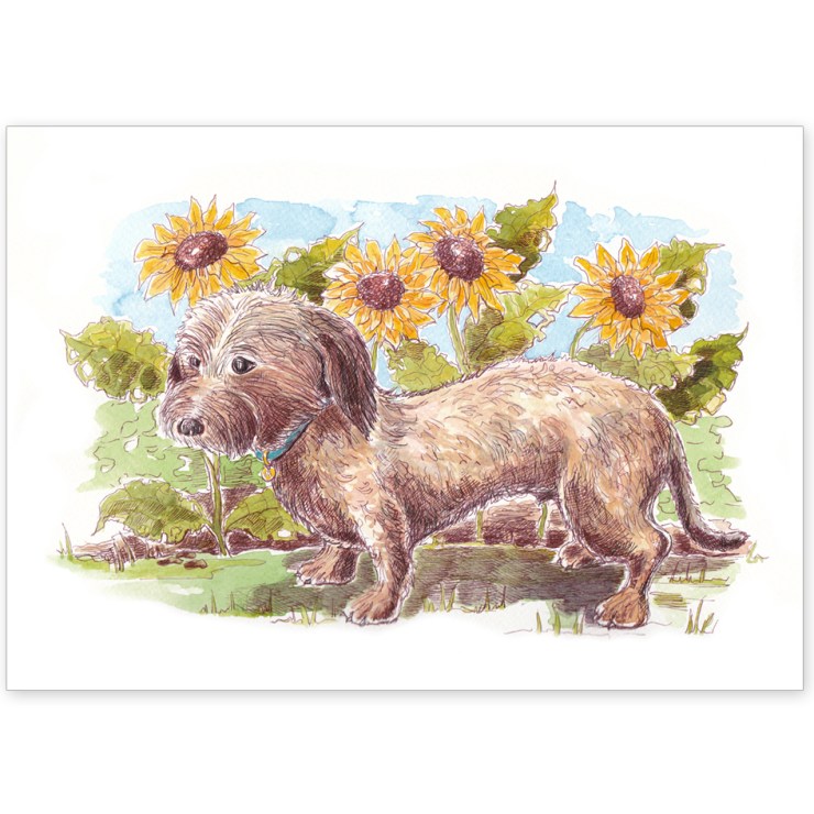Wire Haired Dachshund – Greeting Card