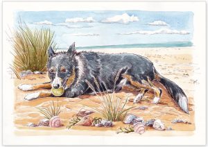 Shep the Border Collie Pet Portrait