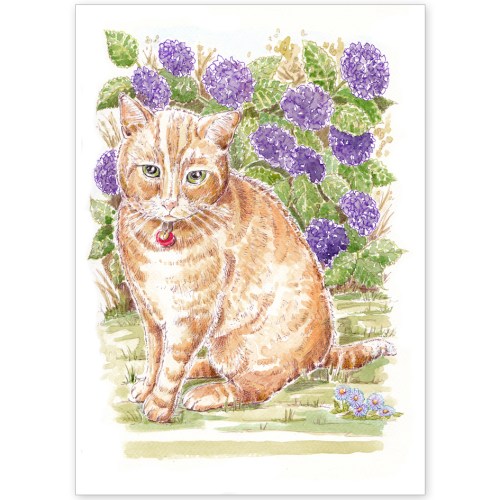 Pet Portrait - Darcy the Ginger Cat