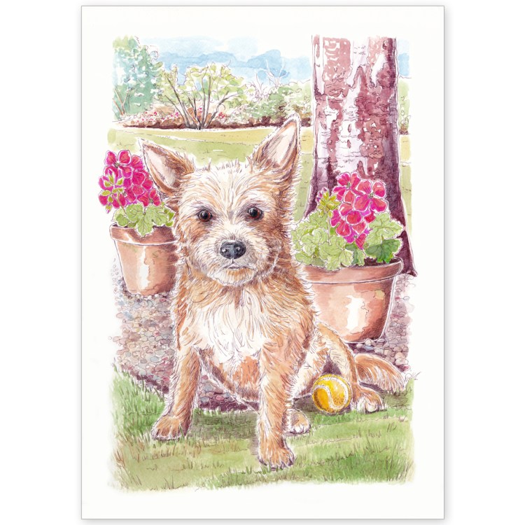 Pet Portrait - Dolly the Chihuahua Jack Russell Cross