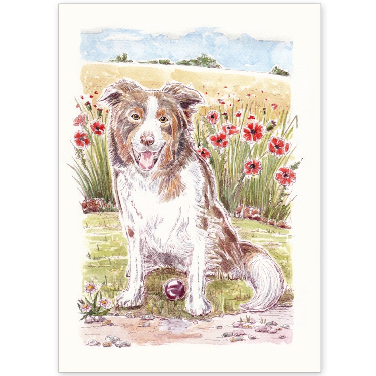 Pet Portrait - Dancer the Brown and White Collie in Poppy Field
