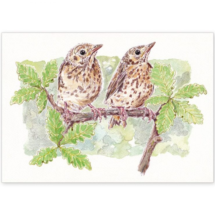 Baby Thrushes - Card and Print