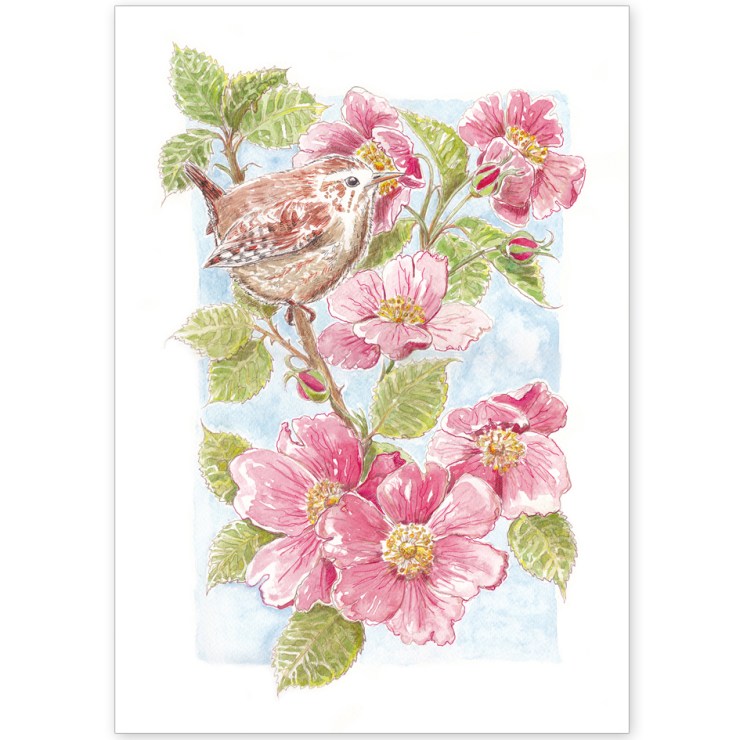 Norfolk Wren and Roses - Greeting Card